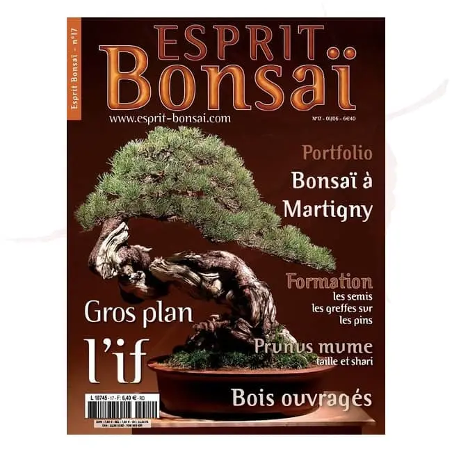 esprit bonsai numero 17 umi zen bonsai