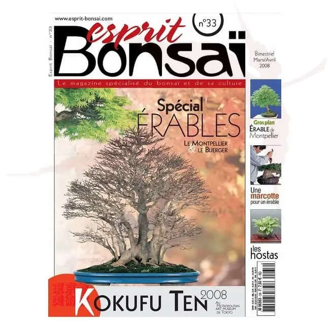 esprit bonsai numero 33 umi zen bonsai