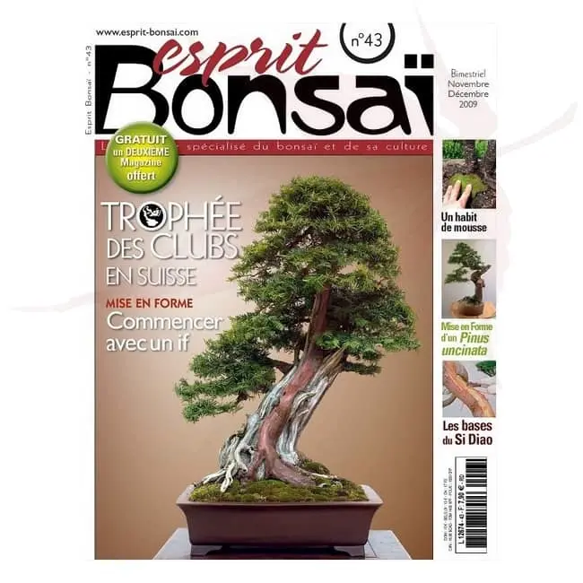 esprit bonsai numero 43 umi zen bonsai