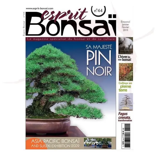 esprit bonsai numero 44 umi zen bonsai