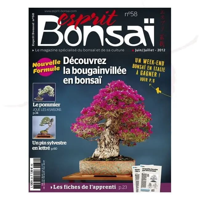 esprit bonsai numero 58 umi zen bonsai
