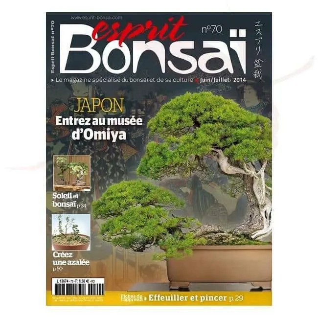 esprit bonsai numero 70 umi zen bonsai