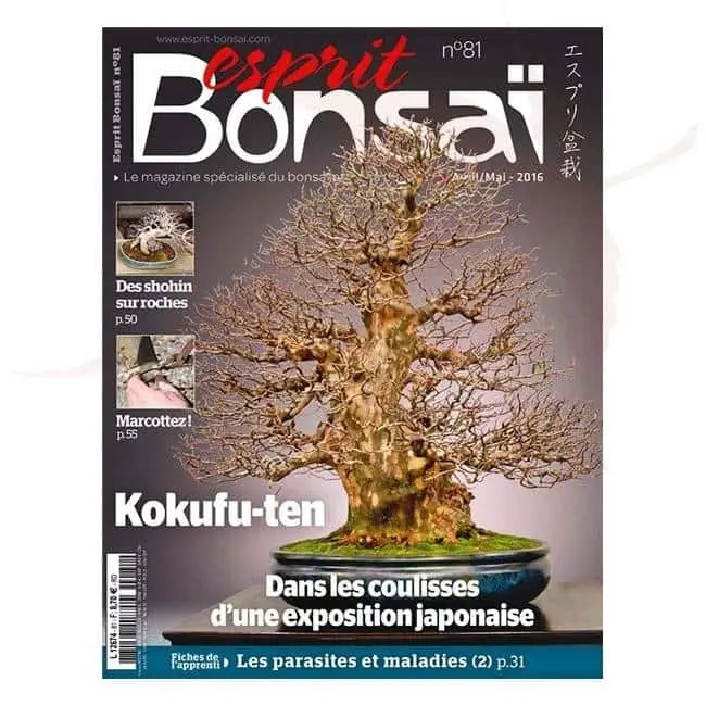 esprit bonsai numero 81 umi zen bonsai