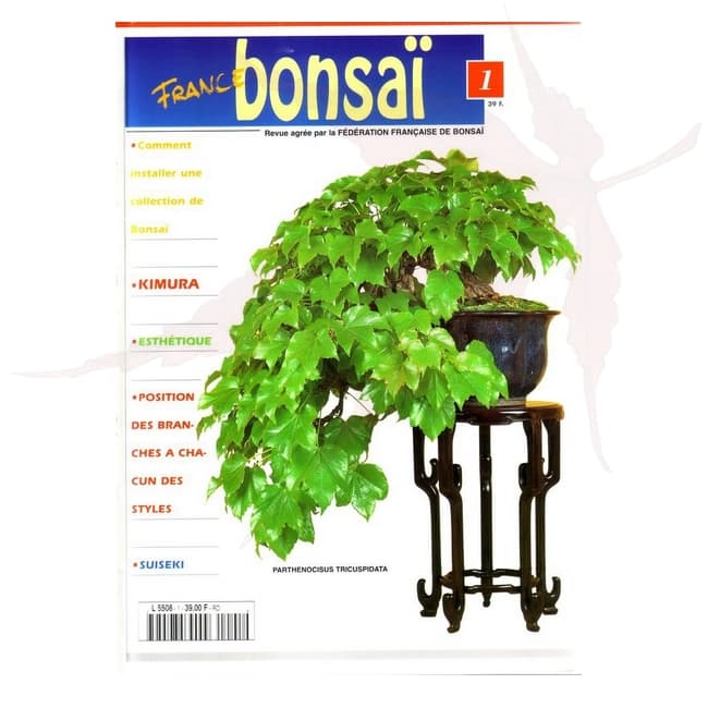 france bonsai n°1 umi zen bonsai