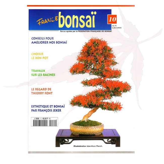france bonsai n°10 umi zen bonsai