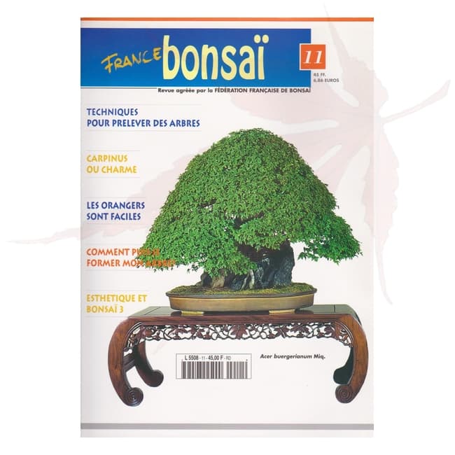 france bonsai n°11 umi zen bonsai