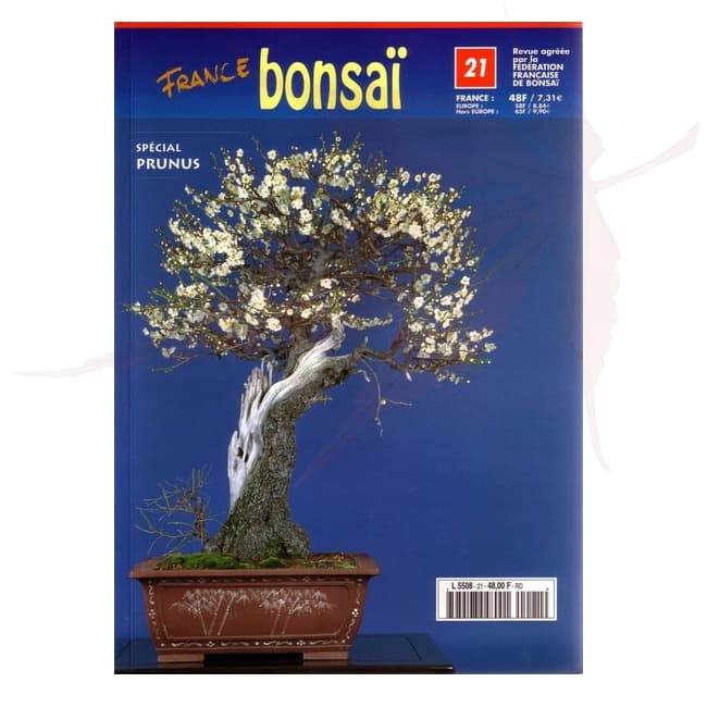 france bonsai n°21 umi zen bonsai