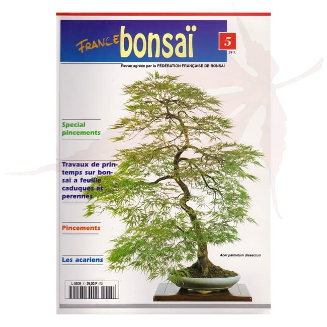 france bonsai n°5 umi zen bonsai