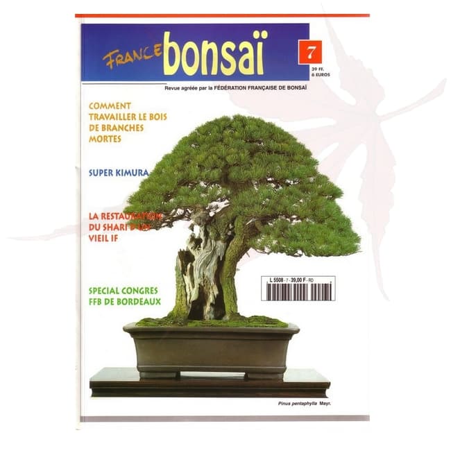 france bonsai n°7 umi zen bonsai