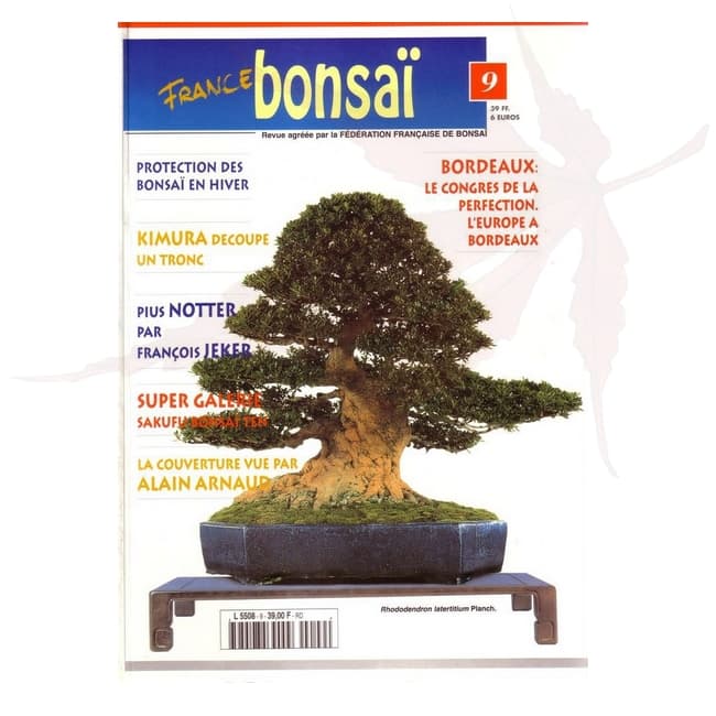 france bonsai n°9 umi zen bonsai
