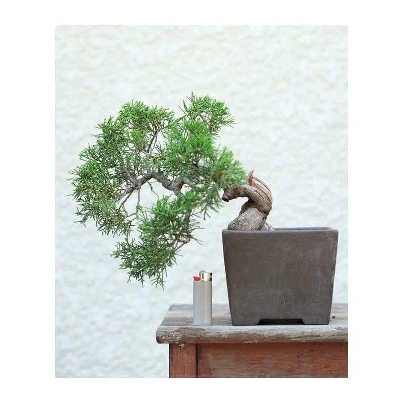 vente bonsai genévrier itoigawa umi zen