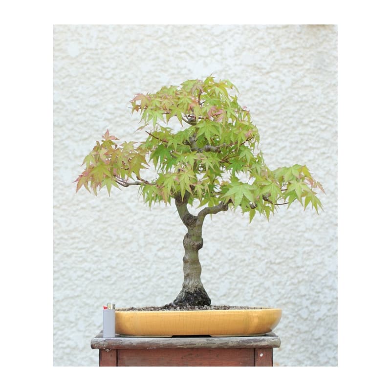 achat vente bonsai érable du Japon umi zen
