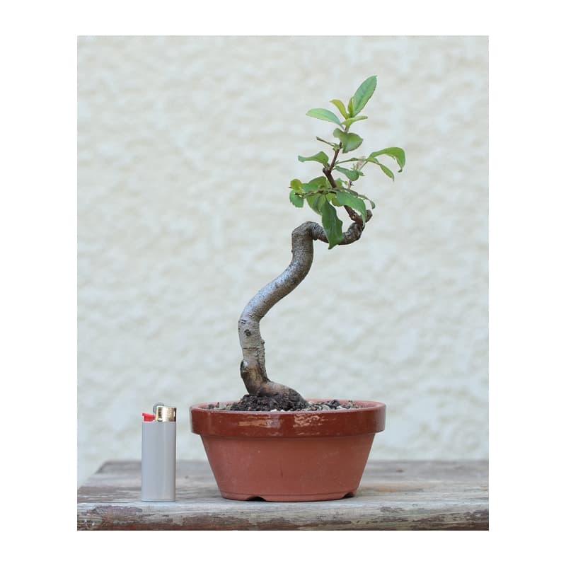 achat vente bonsai Cognassier du Japon umi zen