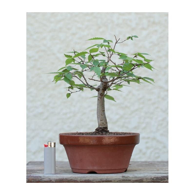 achat vente bonsai zelkova serrata umi zen