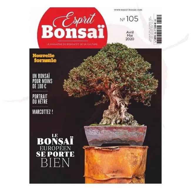 esprit bonsai numero 105 umi zen bonsai