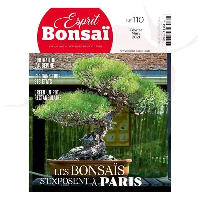 esprit bonsai numero 110 umi zen bonsai