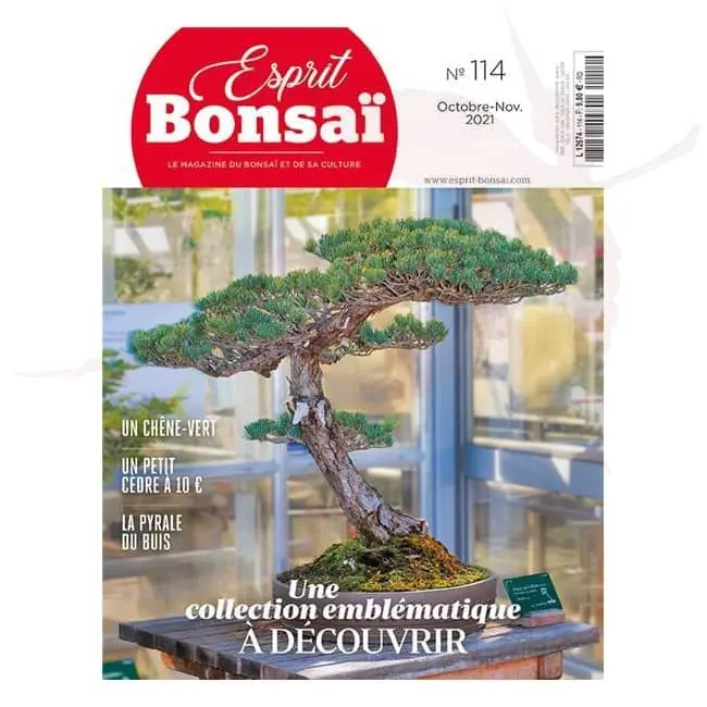 esprit bonsai numero 114 umi zen bonsai