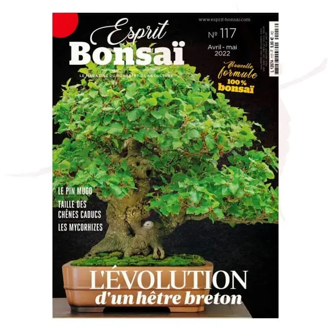 esprit bonsai numero 117 umi zen bonsai