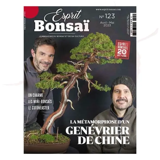 esprit bonsai numero 123 umi zen bonsai