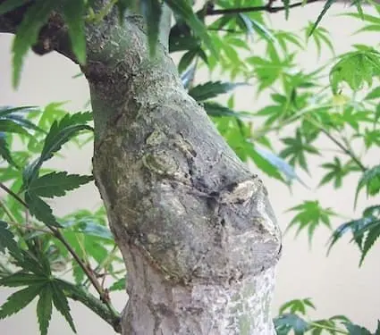 Aluminium adhésif umi zen bonsai