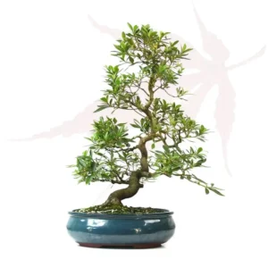 Bonsai Azalée Satsuki – 45cm