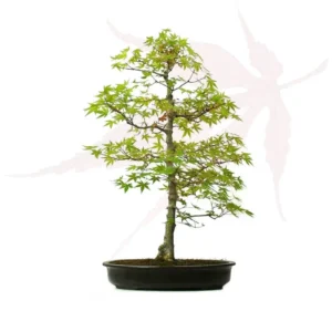 Bonsai Érable du Japon – 59cm