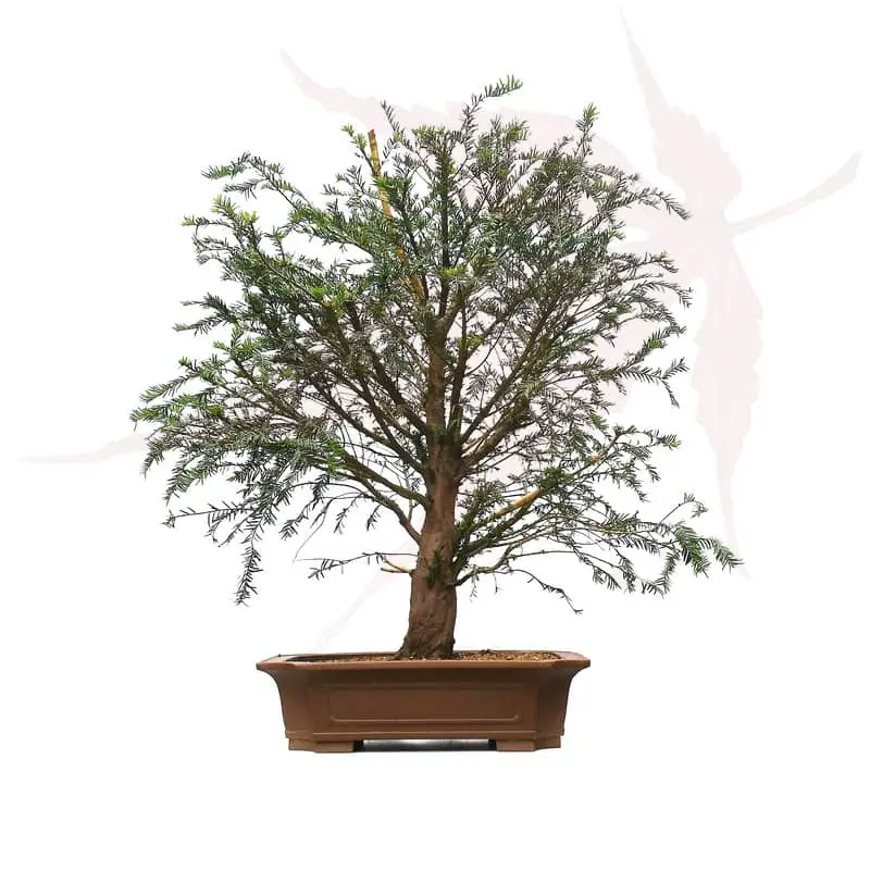 Bonsai If Commun – 85cm