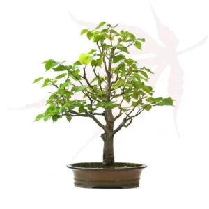 Bonsai Tilleul petites feuilles – 53cm