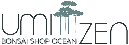 umi zen bonsai shop océan