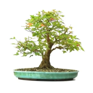 Bonsai (sur place)