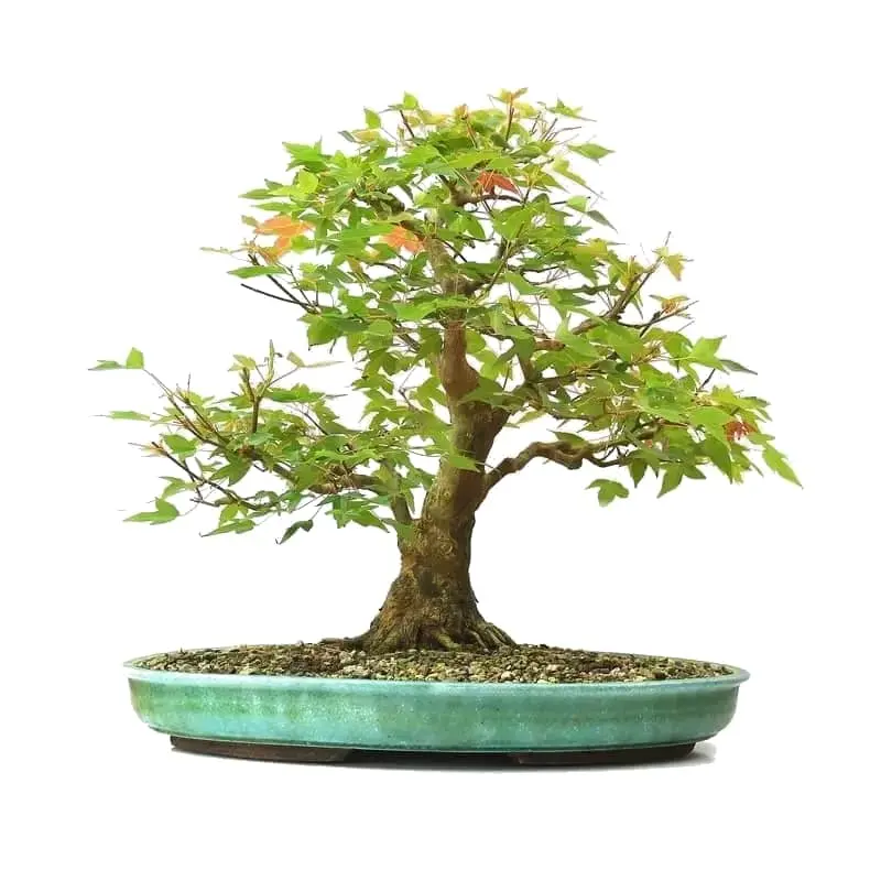 Bonsai