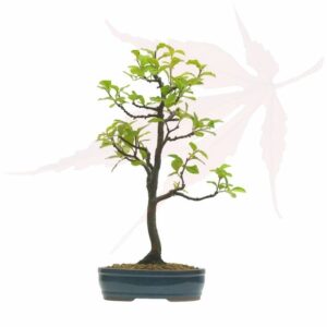 Bonsai Cognassier de Chine – 41cm