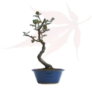 Bonsai Eleagnus Commun – 32cm
