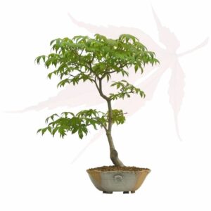 Bonsai Érable du Japon – 45cm