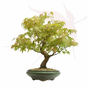 Bonsai Érable du Japon – 43cm