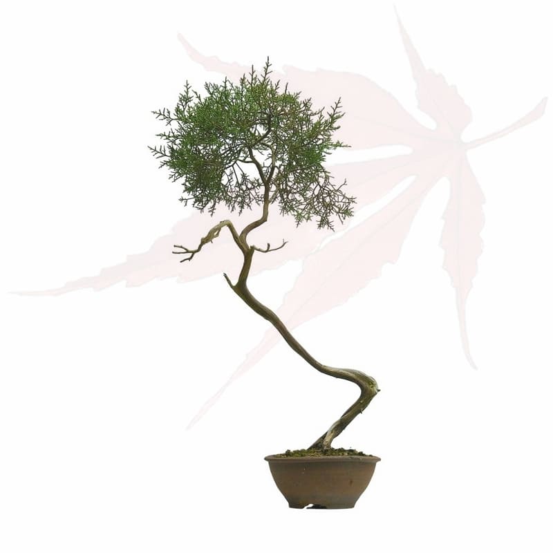 bonsai genévrier de phénicie en vente chez umi zen bonsai