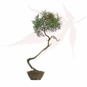 Bonsai Genévrier de Phénicie – 62cm