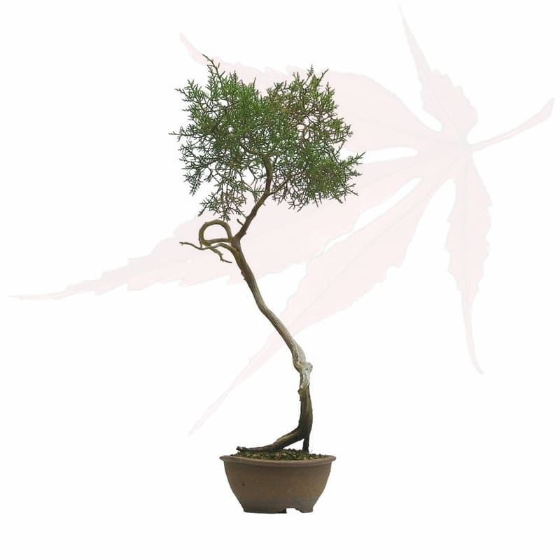bonsai genévrier de phénicie en vente chez umi zen bonsai