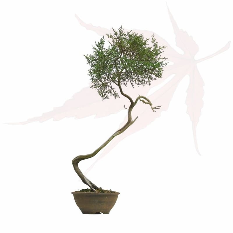 bonsai genévrier de phénicie en vente chez umi zen bonsai