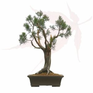 Bonsai Genévrier de Phénicie – 67cm