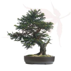 Bonsai If Commun – 58cm