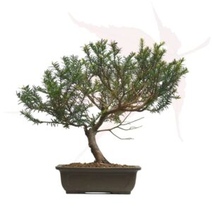 Bonsai If Commun – 38cm