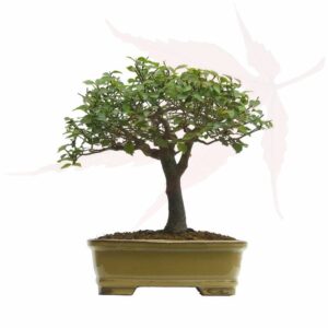 Bonsai Orme Champêtre – 23cm
