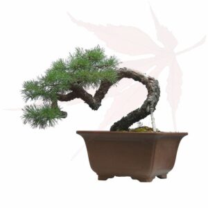 Bonsai Pin Sylvestre – 38cm