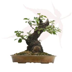 Bonsai Cerisier de Sainte-Lucie – 26cm