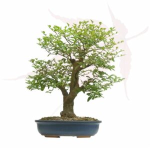 Bonsai Troène de Chine – 48cm