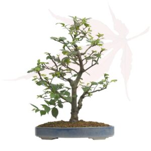 Bonsai Zelkova du Japon – 42cm