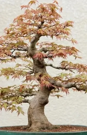 umi zen bonsai shop boutique en ligne