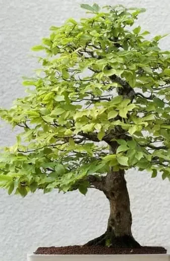 umi zen bonsai shop boutique en ligne