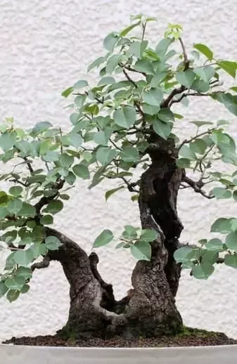umi zen bonsai shop boutique en ligne